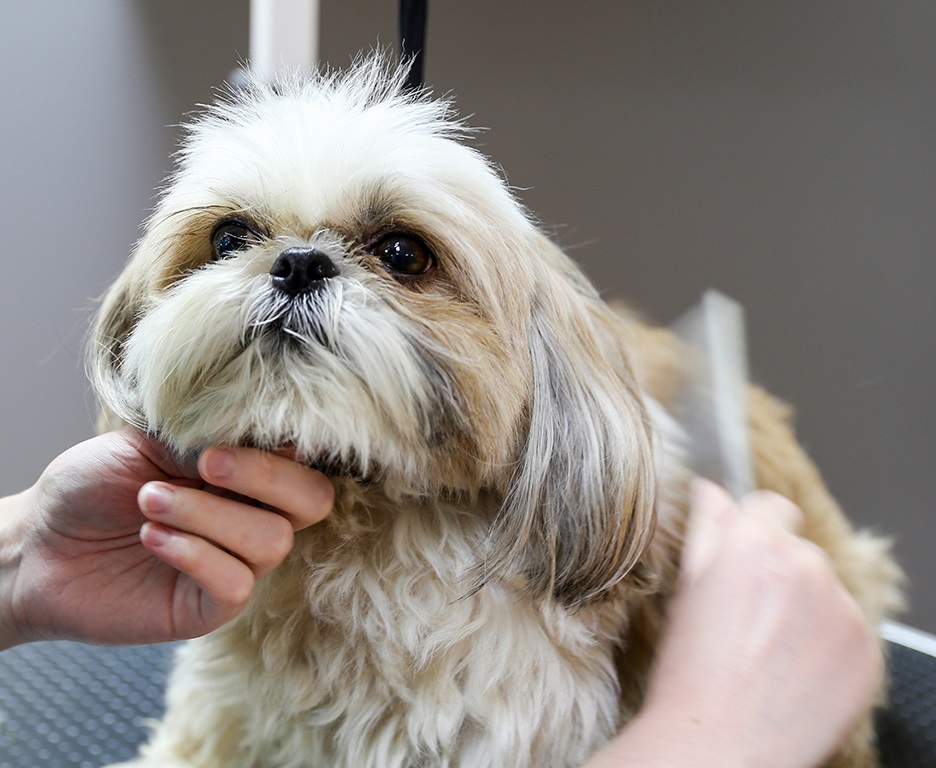 A Pooch Dog Spa is not complicated to operate