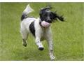 Keeping you pet cool and safe this summer 