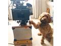 Dog Sitting Industry TV First for Barking Mad