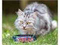 NATIONAL CAT DAY