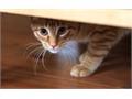 Caring for your Pets on Bonfire Night