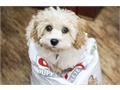 Exciting new launch of enhanced pet food