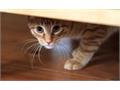 Caring for your Pets on Bonfire Night