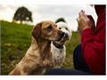 OSCAR Pet Foods offer hope to workers facing or fearing redundancy.