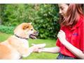 Caring For Your Pet’s Teeth