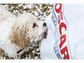 Pet Industry Growth