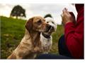 OSCAR Pet Foods Promote Responsible Pet Ownership