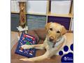 OSCAR Pet Foods bring festive cheer to rescues